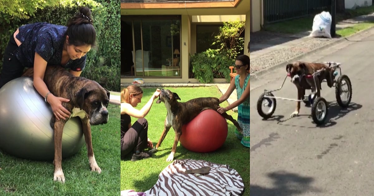 Image showcasing Yoga For A Dog, Watch This Boxer Do ‘Doga’ Therapy